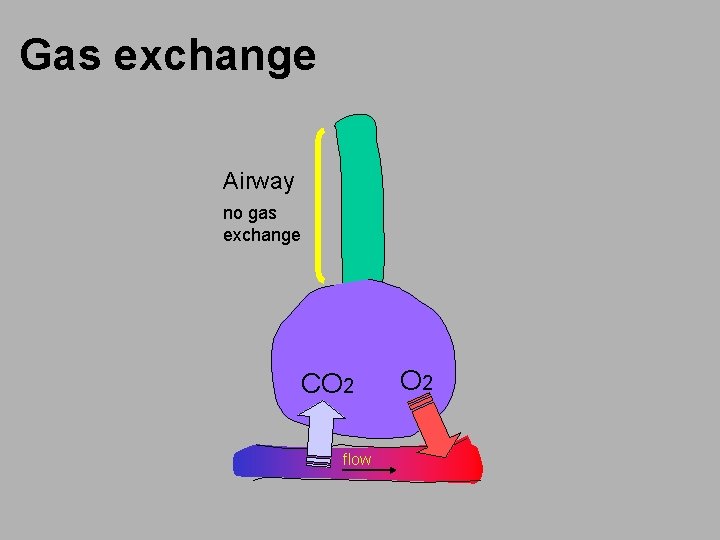 Gas exchange Airway no gas exchange CO 2 flow O 2 
