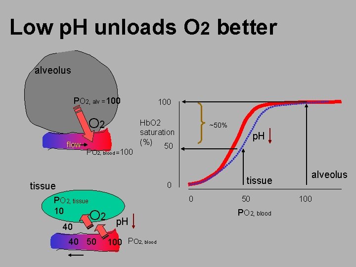 Low p. H unloads O 2 better alveolus PO 2, alv =100 O 2