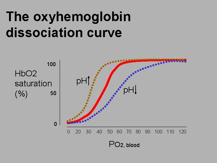 The oxyhemoglobin dissociation curve 100 Hb. O 2 saturation 50 (%) p. H 0