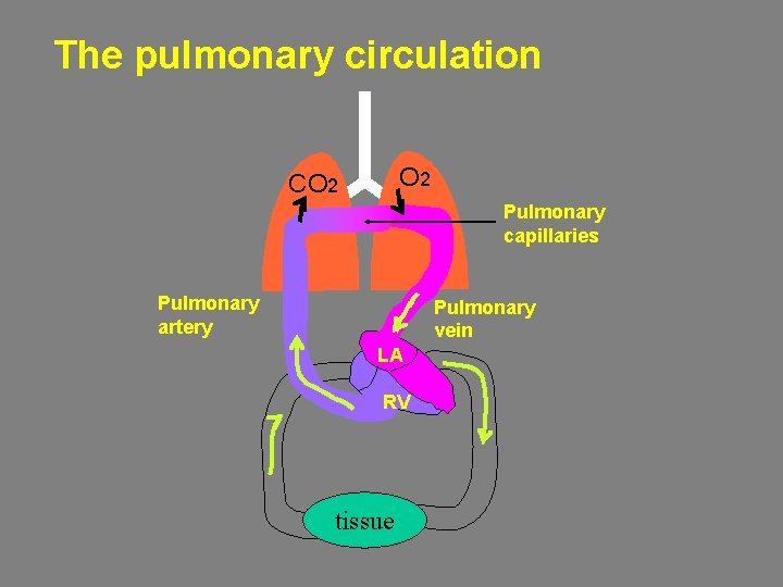 The pulmonary circulation O 2 CO 2 Pulmonary capillaries Pulmonary artery Pulmonary vein LA