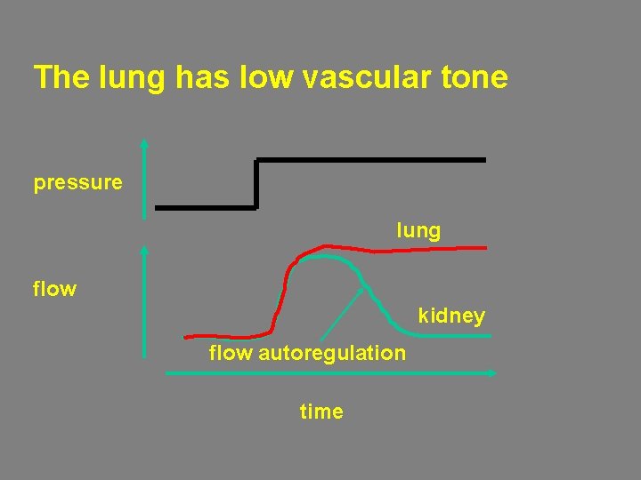 The lung has low vascular tone pressure lung flow kidney flow autoregulation time 