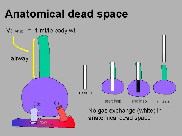 Anatomical dead space VD Anat = 1 ml/lb body wt. airway room air CO