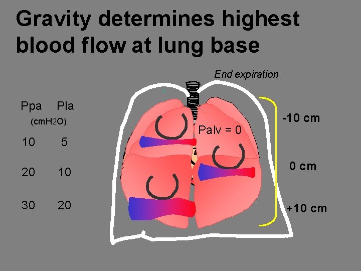 Gravity determines highest blood flow at lung base End expiration Ppa Pla (cm. H