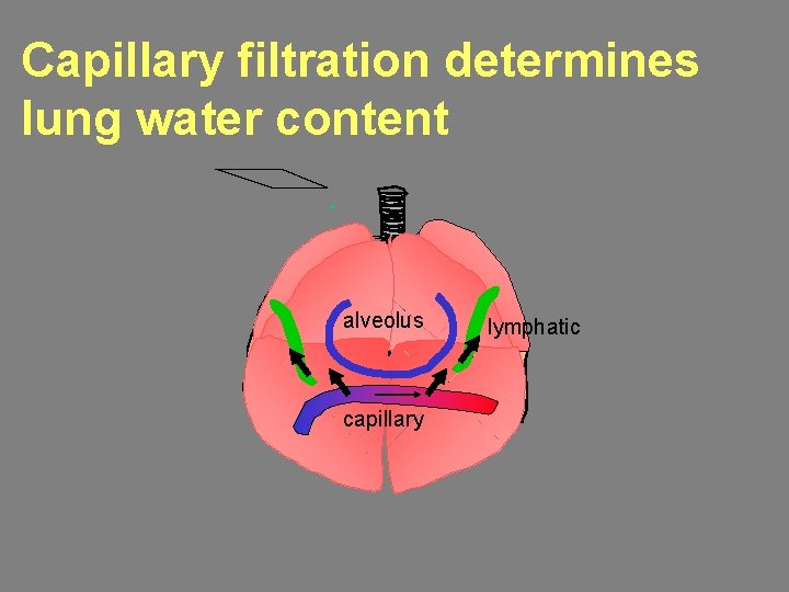 Capillary filtration determines lung water content alveolus capillary lymphatic 