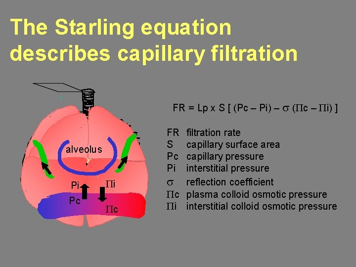 The Starling equation describes capillary filtration FR = Lp x S [ (Pc –