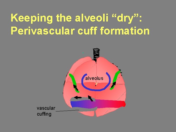 Keeping the alveoli “dry”: Perivascular cuff formation alveolus vascular cuffing 