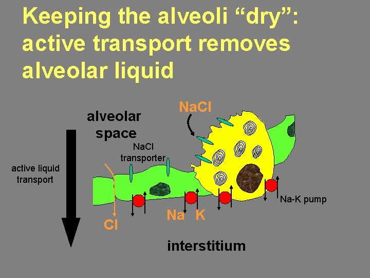 Keeping the alveoli “dry”: active transport removes alveolar liquid alveolar space Na. Cl transporter