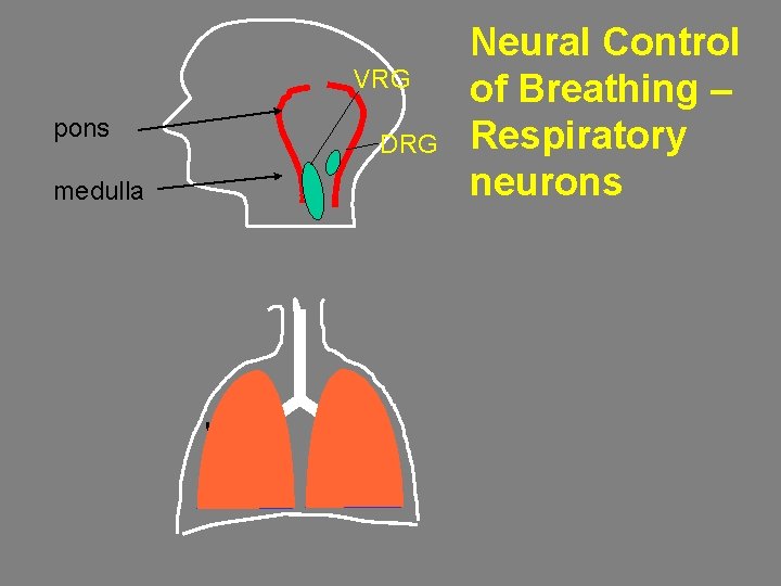 VRG pons medulla DRG Neural Control of Breathing – Respiratory neurons 