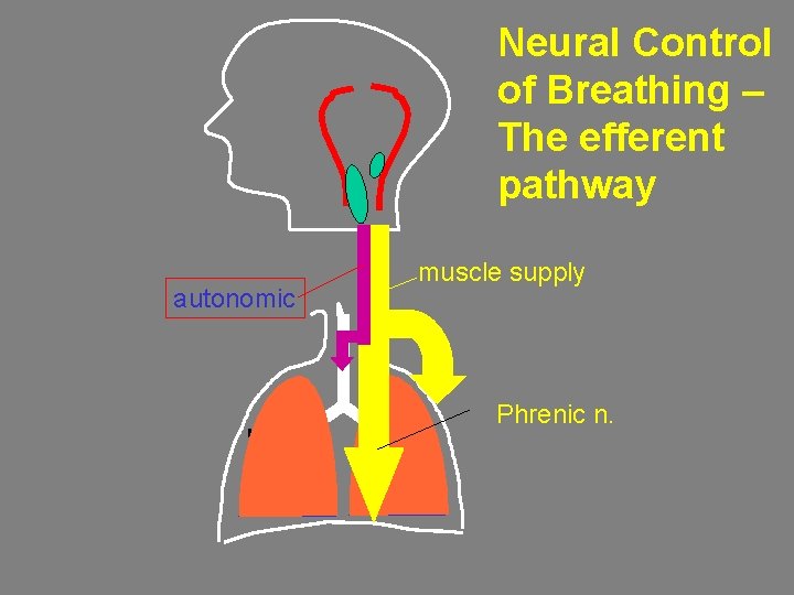 Neural Control of Breathing – The efferent pathway autonomic muscle supply Phrenic n. 