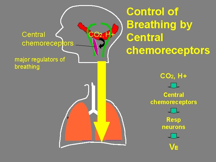 Central chemoreceptors major regulators of breathing CO 2, H+ Control of Breathing by Central