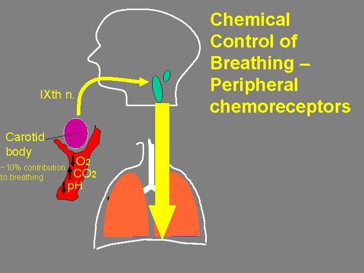 IXth n. Carotid body ~10% contribution to breathing O 2 CO 2 p. H