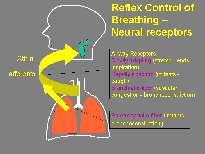 Reflex Control of Breathing – Neural receptors Xth n. afferents Airway Receptors: Slowly adapting