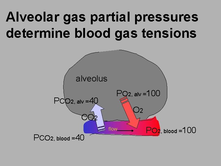 Alveolar gas partial pressures determine blood gas tensions alveolus PCO 2, alv =40 PO