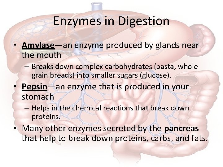 Enzymes in Digestion • Amylase—an enzyme produced by glands near the mouth – Breaks