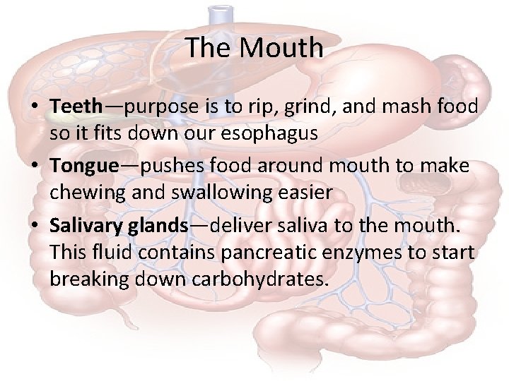 The Mouth • Teeth—purpose is to rip, grind, and mash food so it fits