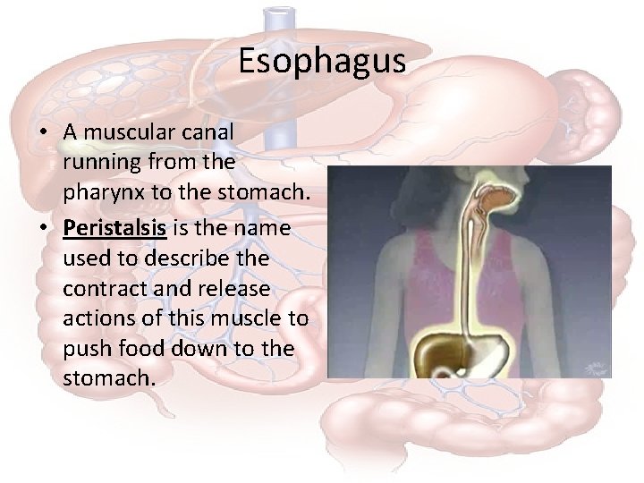 Esophagus • A muscular canal running from the pharynx to the stomach. • Peristalsis