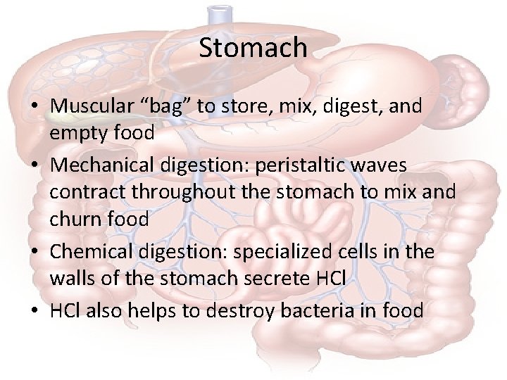 Stomach • Muscular “bag” to store, mix, digest, and empty food • Mechanical digestion: