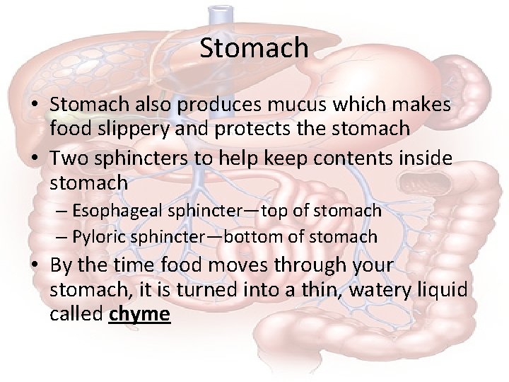 Stomach • Stomach also produces mucus which makes food slippery and protects the stomach