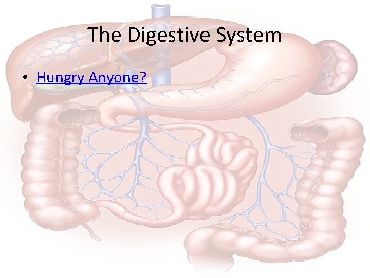 The Digestive System • Hungry Anyone? 