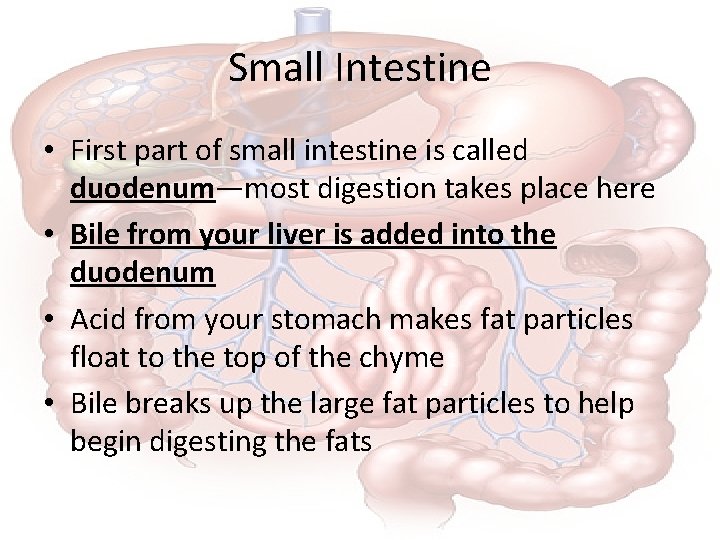 Small Intestine • First part of small intestine is called duodenum—most digestion takes place