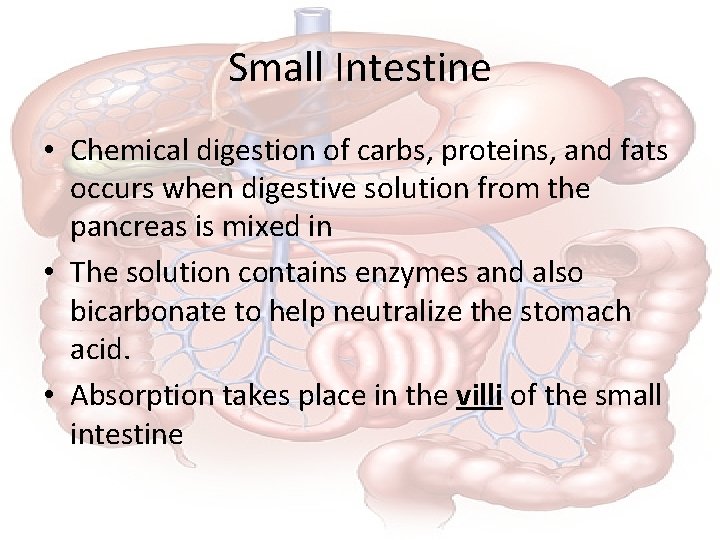 Small Intestine • Chemical digestion of carbs, proteins, and fats occurs when digestive solution