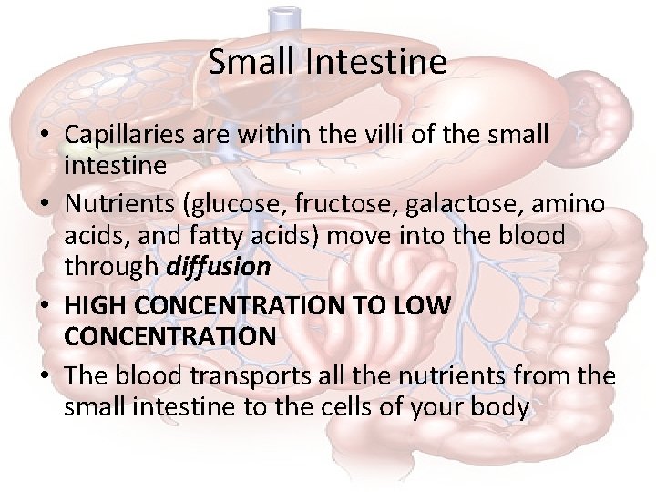 Small Intestine • Capillaries are within the villi of the small intestine • Nutrients