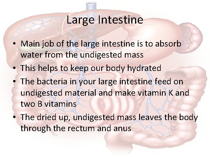 Large Intestine • Main job of the large intestine is to absorb water from