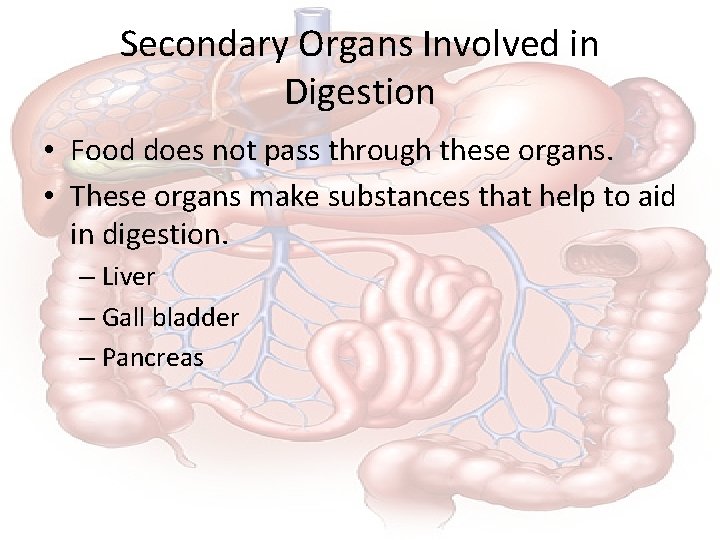 Secondary Organs Involved in Digestion • Food does not pass through these organs. •