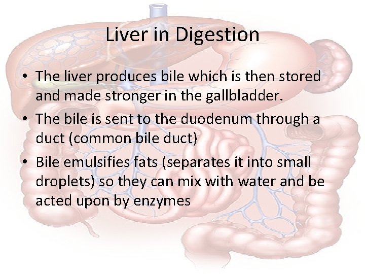 Liver in Digestion • The liver produces bile which is then stored and made