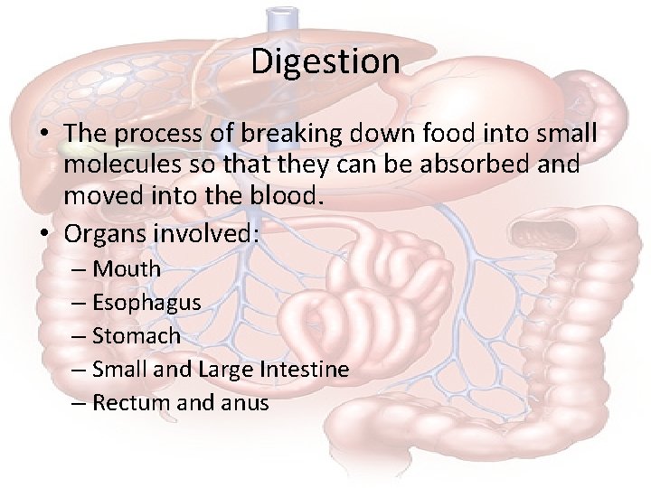 Digestion • The process of breaking down food into small molecules so that they