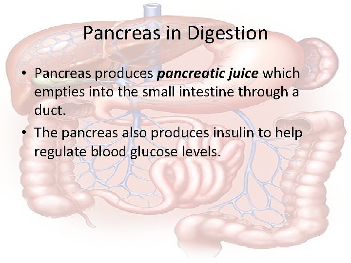 Pancreas in Digestion • Pancreas produces pancreatic juice which empties into the small intestine