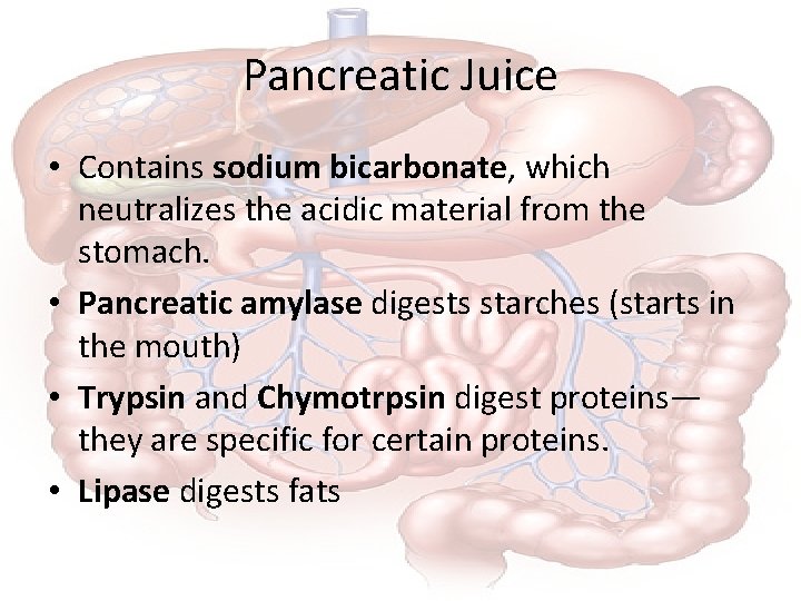 Pancreatic Juice • Contains sodium bicarbonate, which neutralizes the acidic material from the stomach.