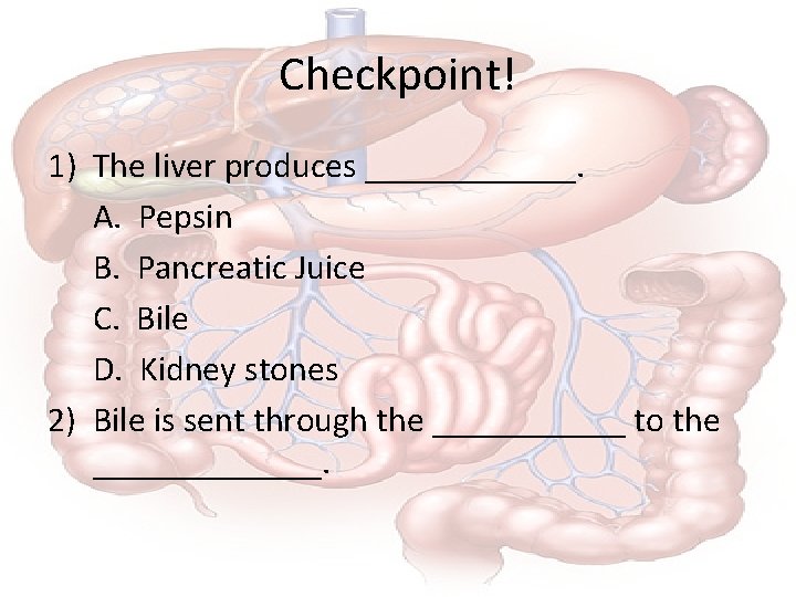 Checkpoint! 1) The liver produces ______. A. Pepsin B. Pancreatic Juice C. Bile D.
