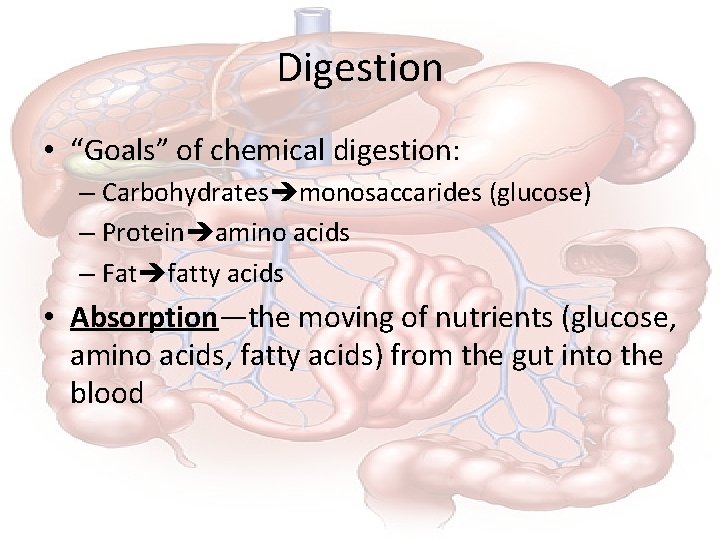 Digestion • “Goals” of chemical digestion: – Carbohydrates monosaccarides (glucose) – Protein amino acids