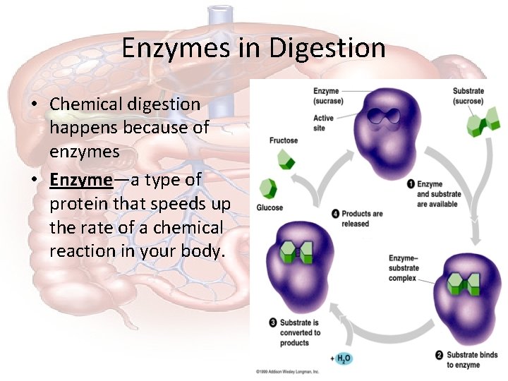 Enzymes in Digestion • Chemical digestion happens because of enzymes • Enzyme—a type of