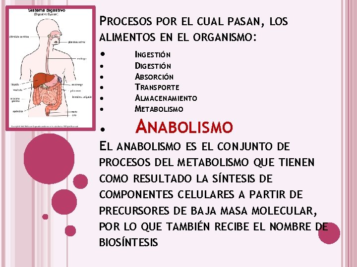 PROCESOS POR EL CUAL PASAN, LOS ALIMENTOS EN EL ORGANISMO: • INGESTIÓN • •