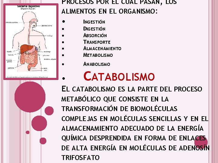 PROCESOS POR EL CUAL PASAN, LOS ALIMENTOS EN EL ORGANISMO: • INGESTIÓN • •