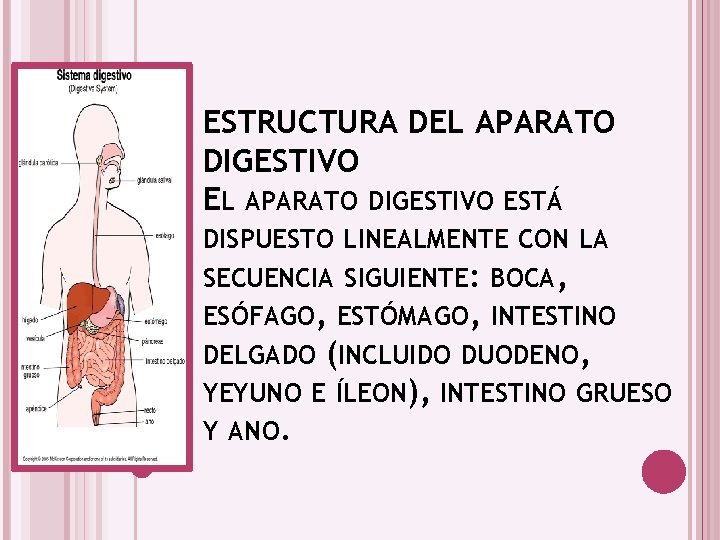 ESTRUCTURA DEL APARATO DIGESTIVO ESTÁ DISPUESTO LINEALMENTE CON LA SECUENCIA SIGUIENTE: BOCA, ESÓFAGO, ESTÓMAGO,