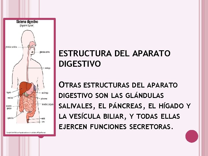 ESTRUCTURA DEL APARATO DIGESTIVO OTRAS ESTRUCTURAS DEL APARATO DIGESTIVO SON LAS GLÁNDULAS SALIVALES, EL