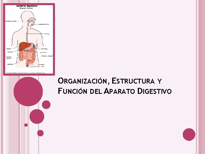 ORGANIZACIÓN, ESTRUCTURA Y FUNCIÓN DEL APARATO DIGESTIVO 