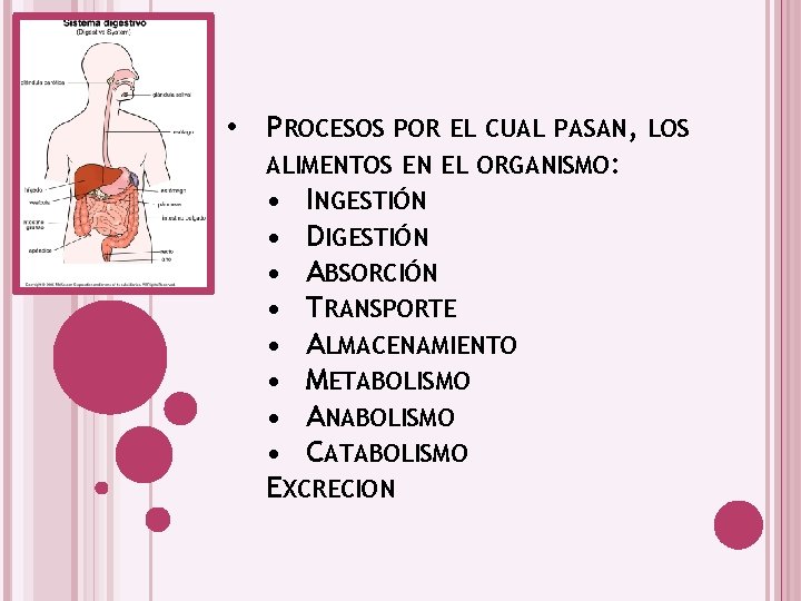  • PROCESOS POR EL CUAL PASAN, LOS ALIMENTOS EN EL ORGANISMO: • INGESTIÓN