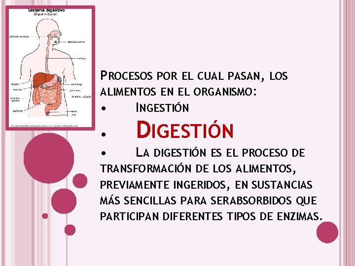 PROCESOS POR EL CUAL PASAN, LOS ALIMENTOS EN EL ORGANISMO: • INGESTIÓN • •