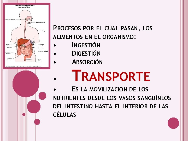 PROCESOS POR EL CUAL PASAN, LOS ALIMENTOS EN EL ORGANISMO: • INGESTIÓN • DIGESTIÓN