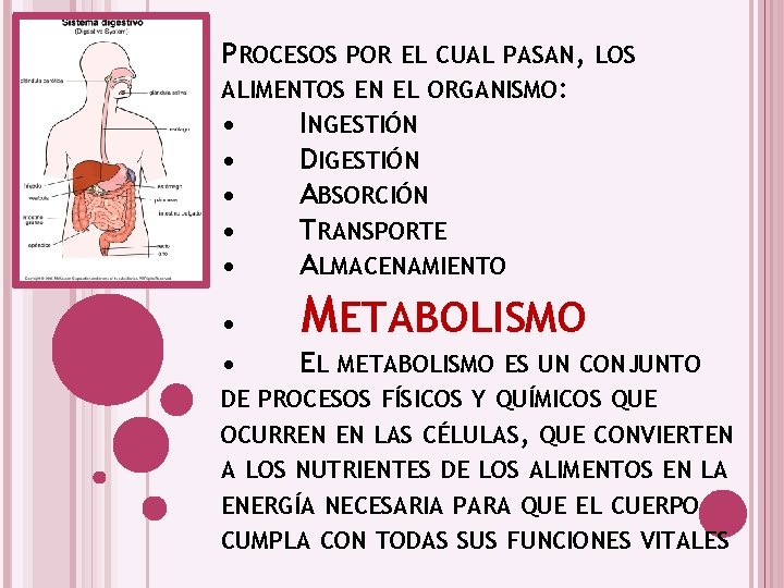 PROCESOS POR EL CUAL PASAN, LOS ALIMENTOS EN EL ORGANISMO: • INGESTIÓN • DIGESTIÓN