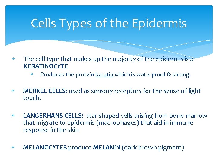 Cells Types of the Epidermis The cell type that makes up the majority of