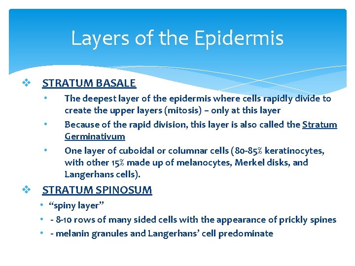 Layers of the Epidermis v STRATUM BASALE • • • The deepest layer of