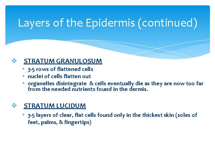 Layers of the Epidermis (continued) v STRATUM GRANULOSUM • 3 -5 rows of flattened