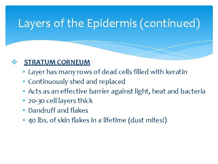 Layers of the Epidermis (continued) v STRATUM CORNEUM • Layer has many rows of