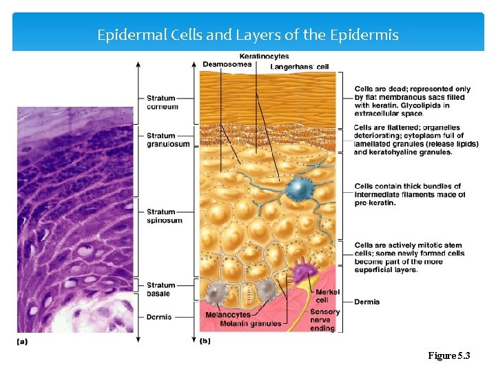 Epidermal Cells and Layers of the Epidermis Figure 5. 3 