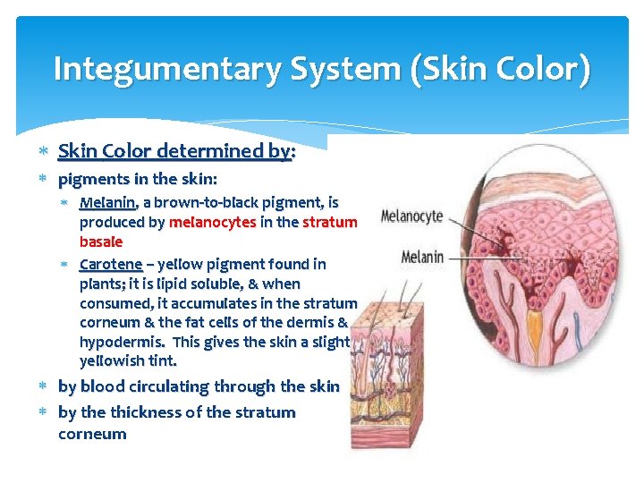 Integumentary System (Skin Color) Skin Color determined by: pigments in the skin: Melanin, a